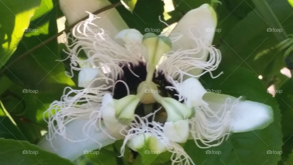 flor do maracujá