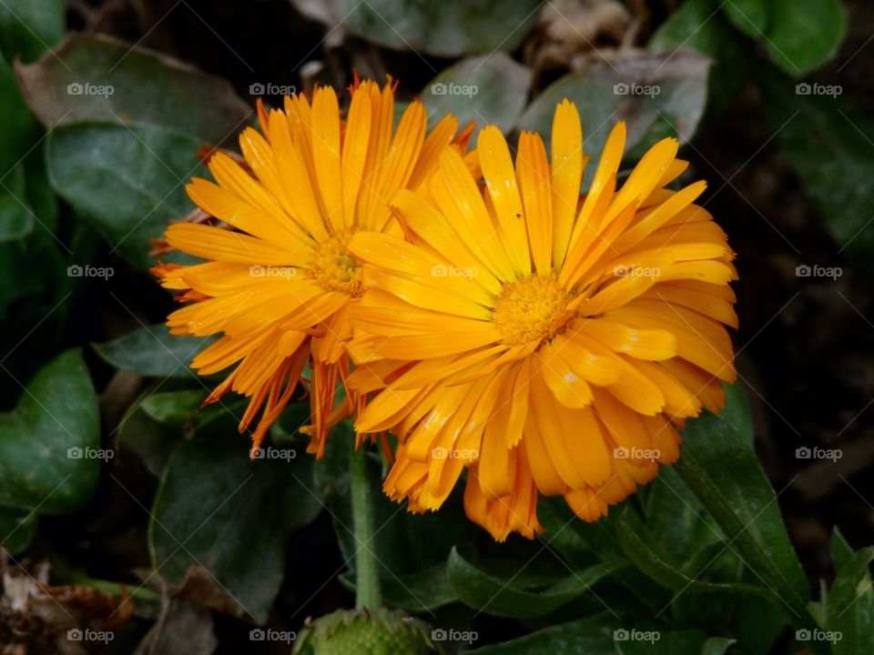 Orange flowers 