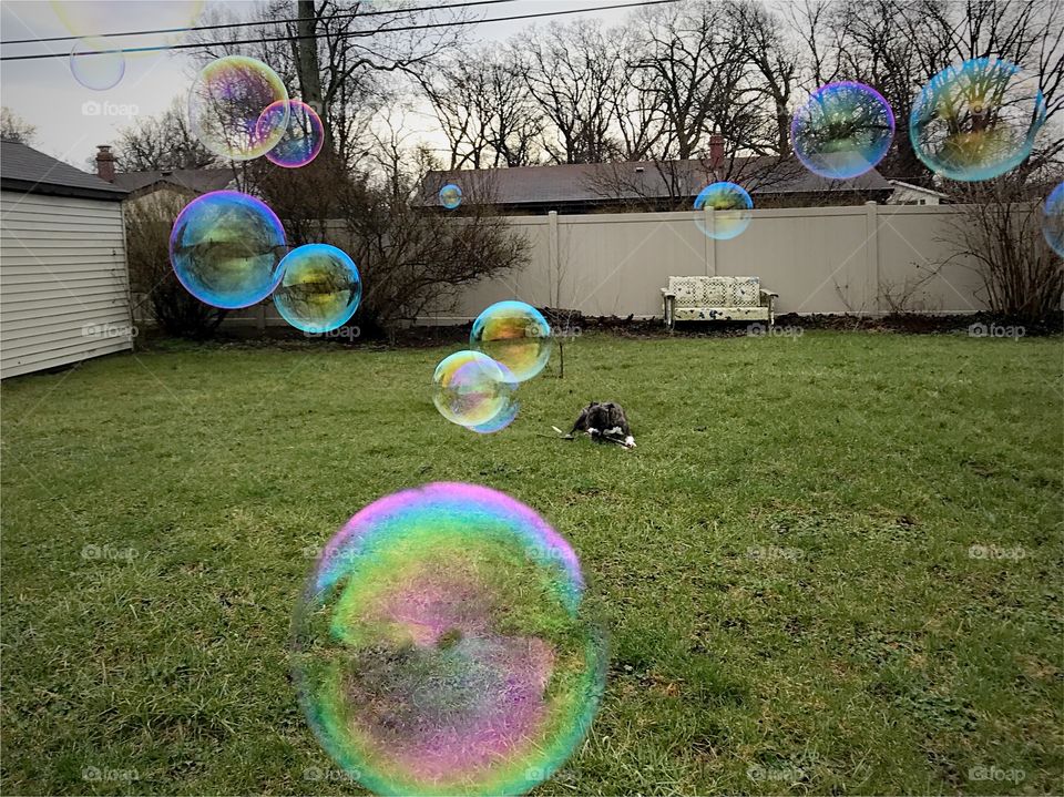 Bubbles floating over grass field