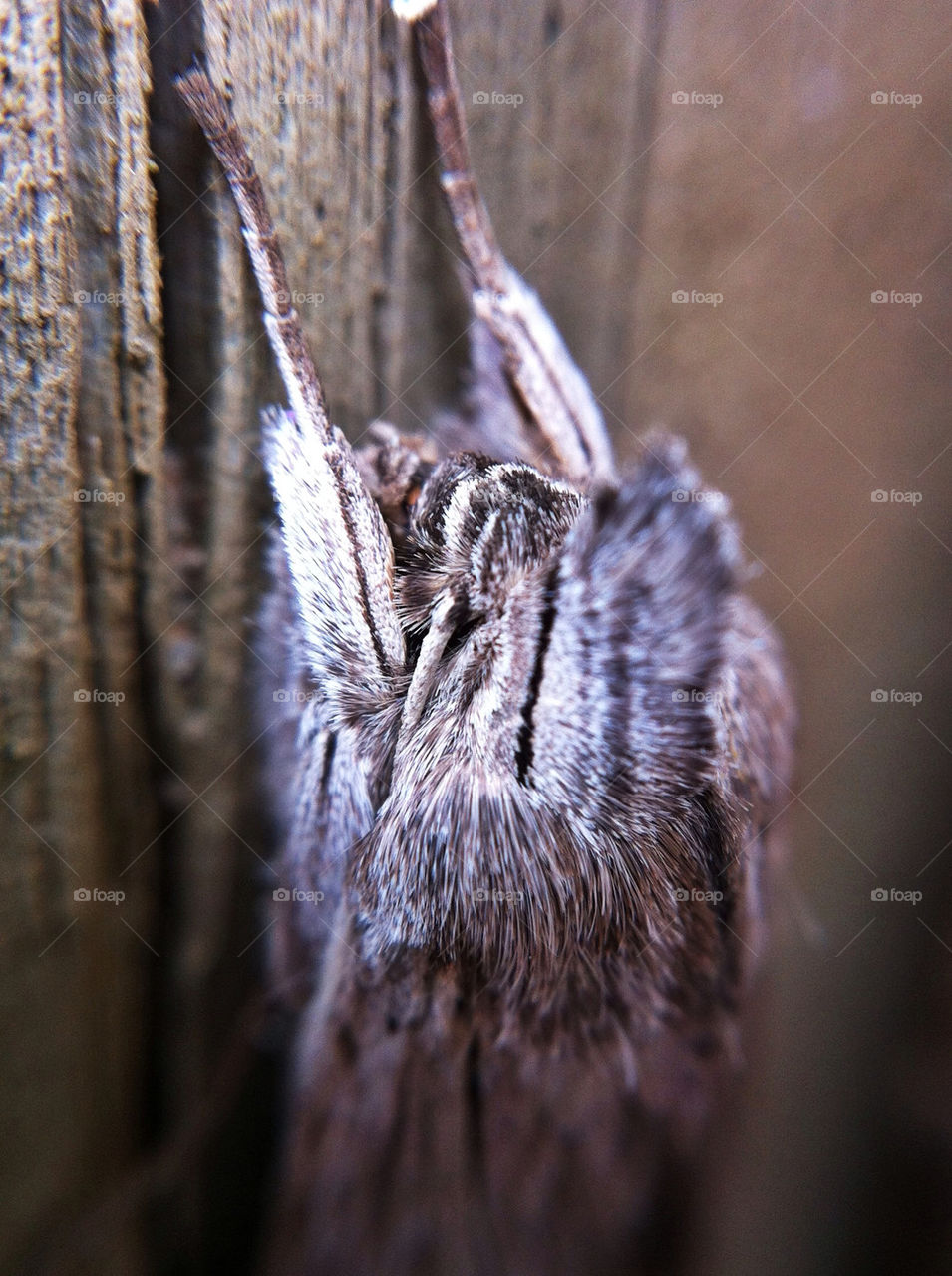 nature macro closeup insect by miss_falcon