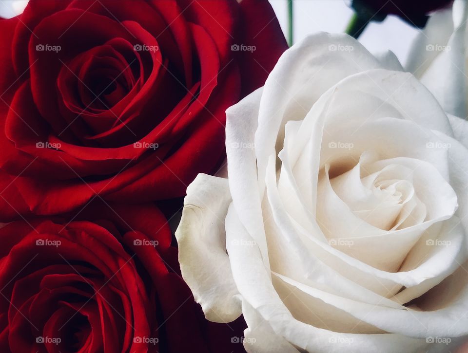 Red and white roses—taken in Dyer, Indiana 