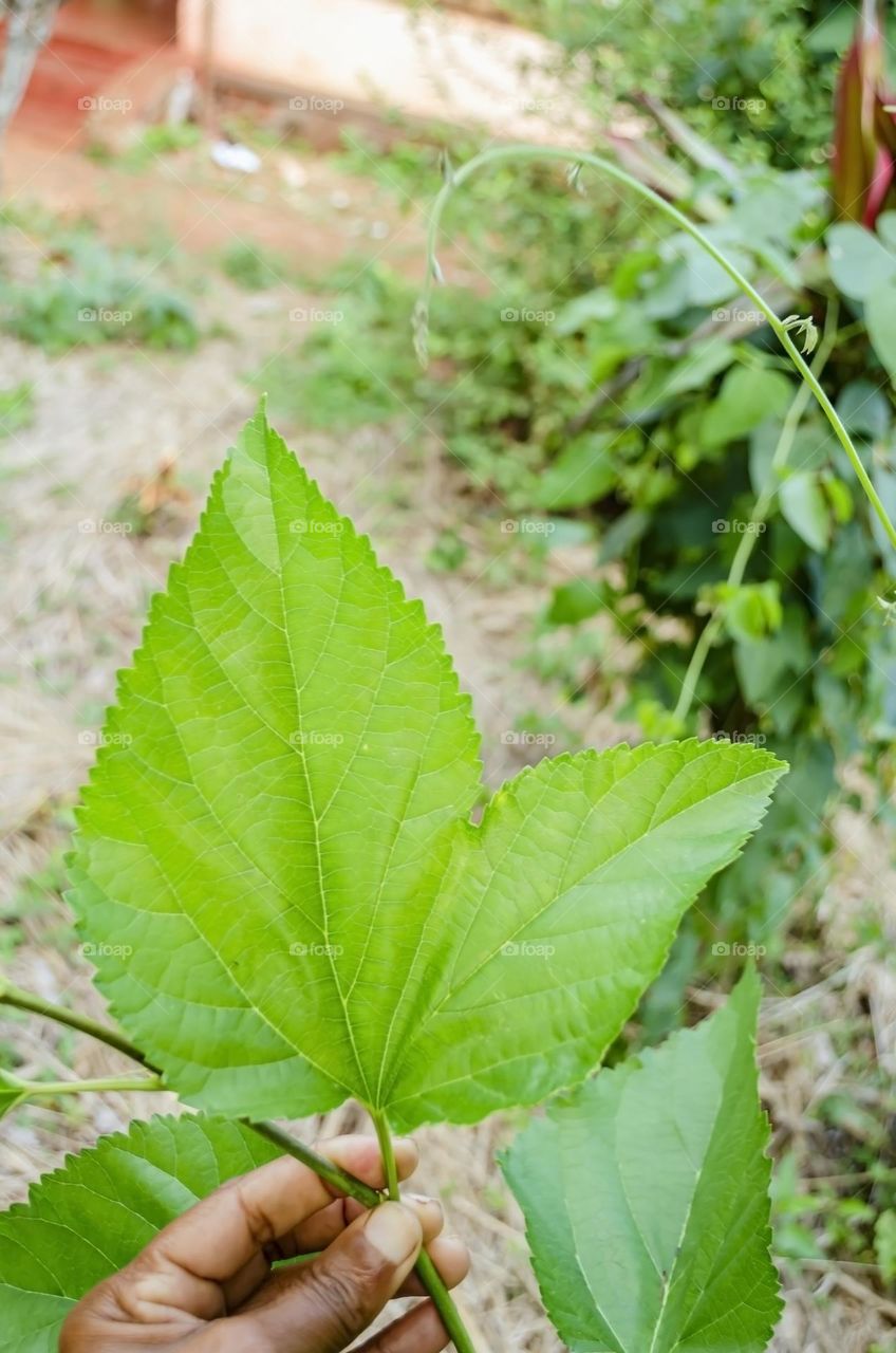 Mulberry Tree Leaf