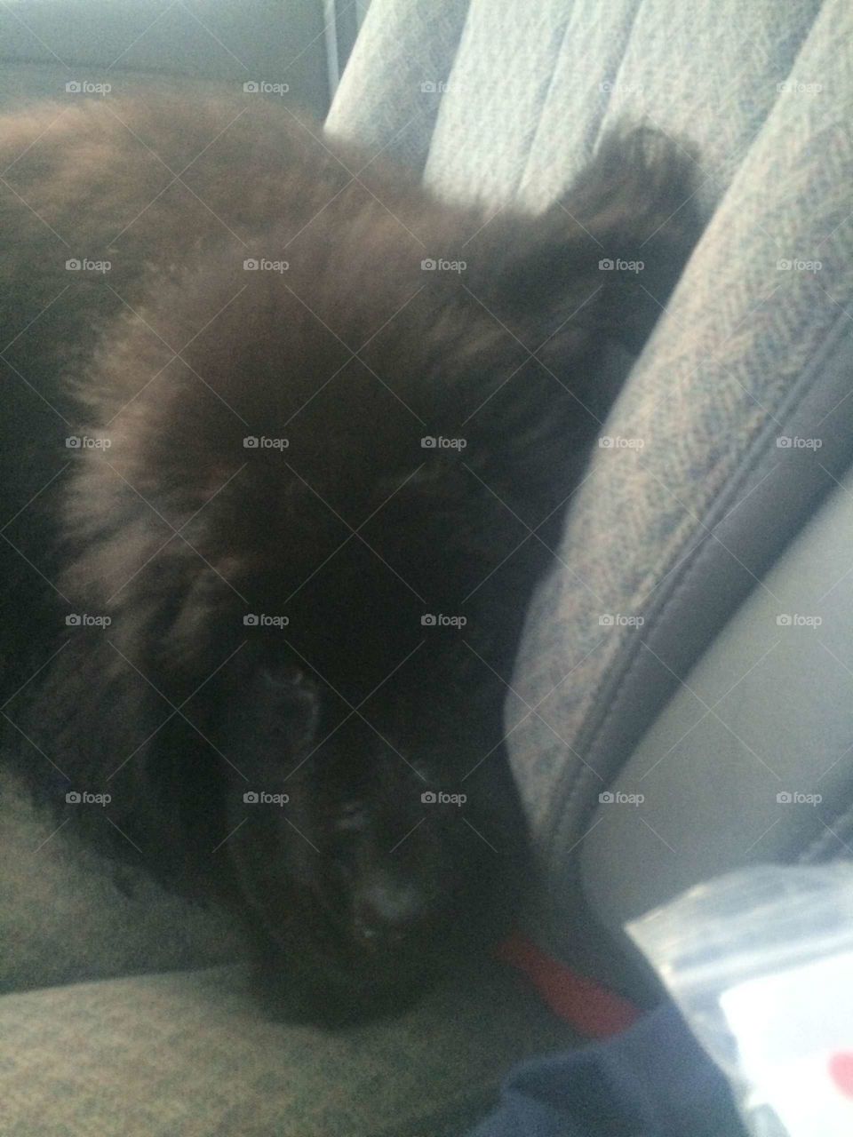 No Person, Mammal, One, Dog, Cat