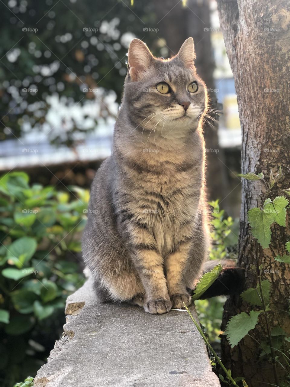 Gray domestic European cat intense gaze, cat in a garden staring at something 