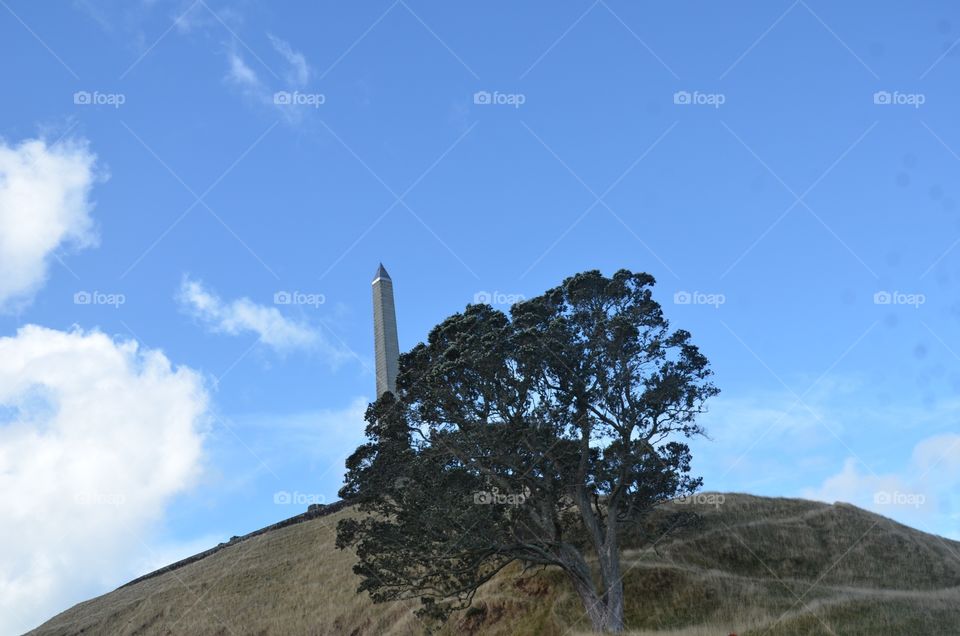 New Zealand Tree