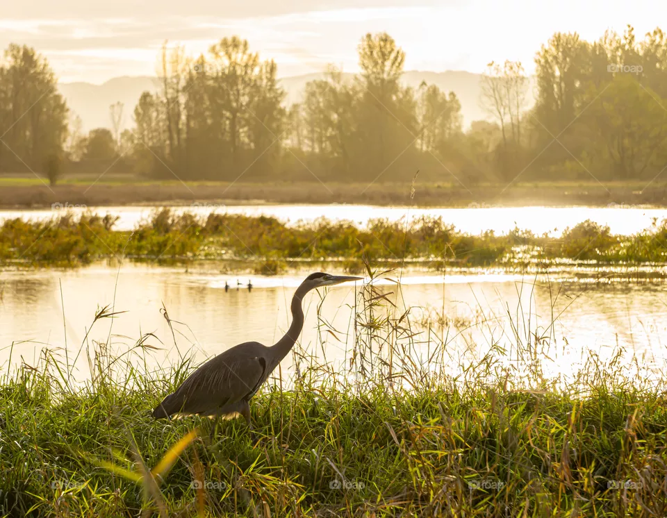 Blue herons paradise