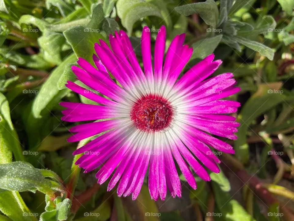 Livingstone daisy