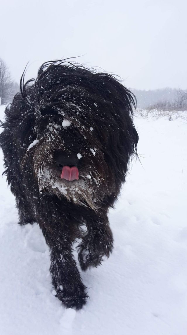 Dog in the snow