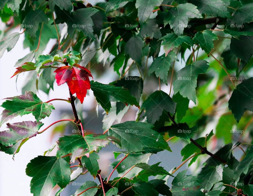 one red leaf