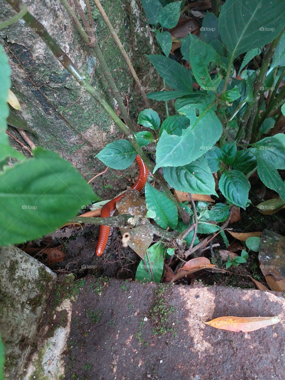 worm