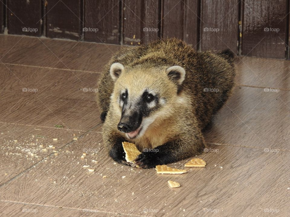 Coati eating cracker