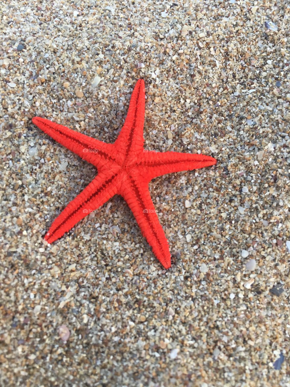 Red Sea star on sand background