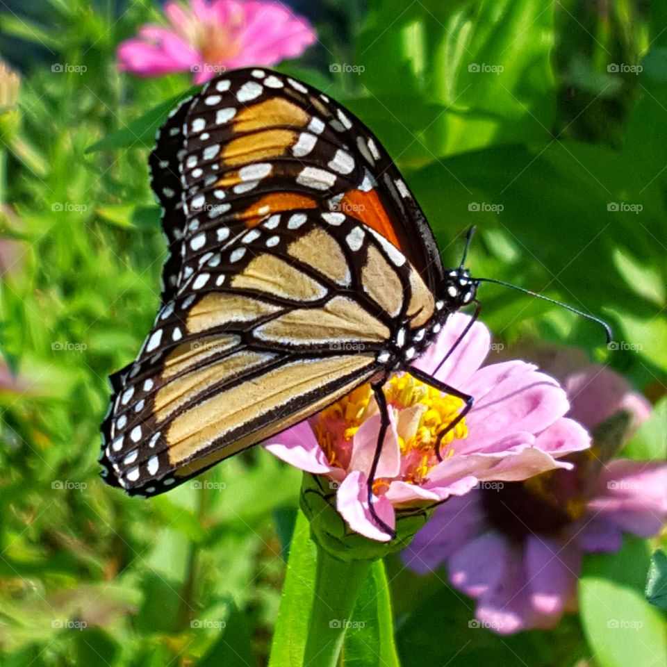Butterfly on flower