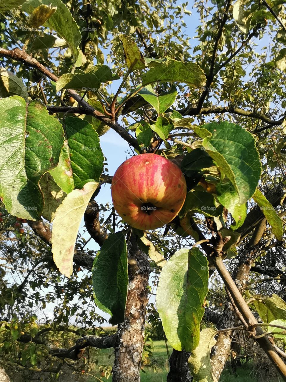Alter Apfelbaum mit rot. Leuchtendem Paradies Apfel