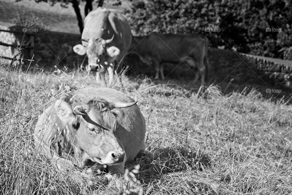 Cows laying on the grass