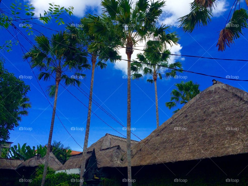 Tall trees above resort in Seminyak 