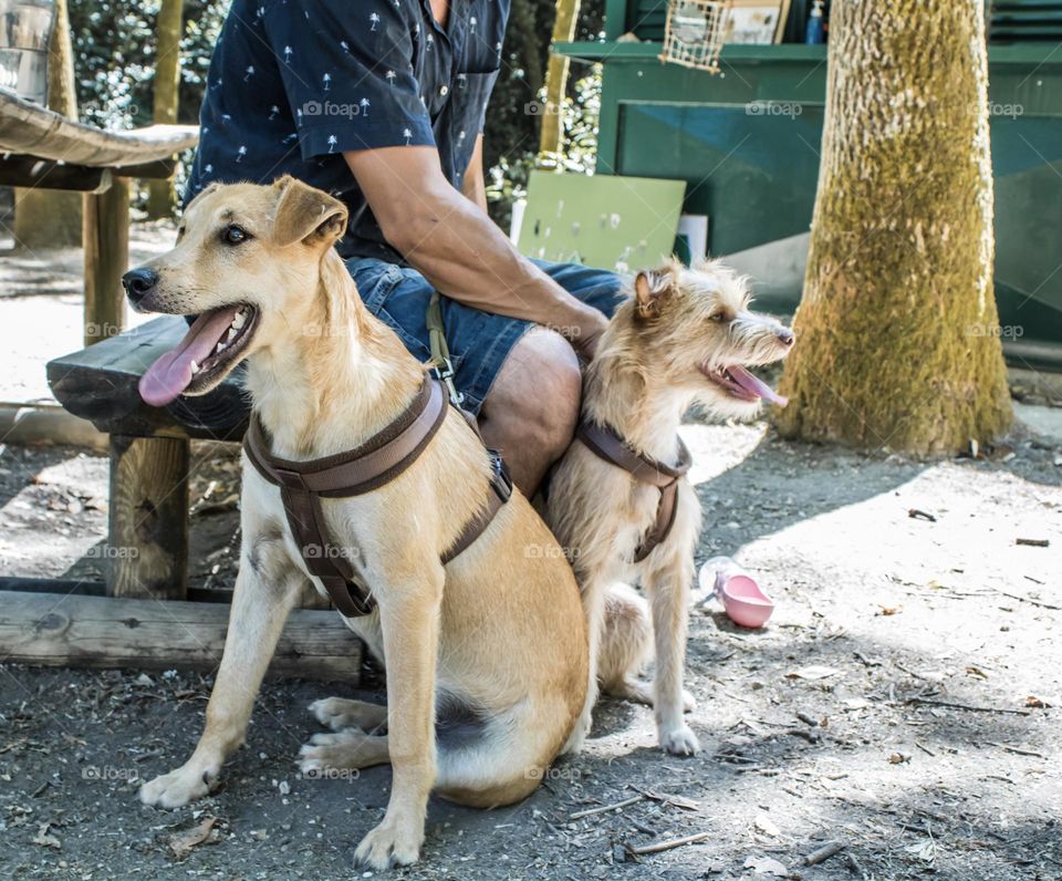 Two dogs and their owner take a break at a park bench on a walk