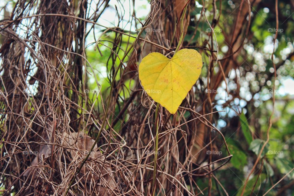 The nature-made heart in tropical forest