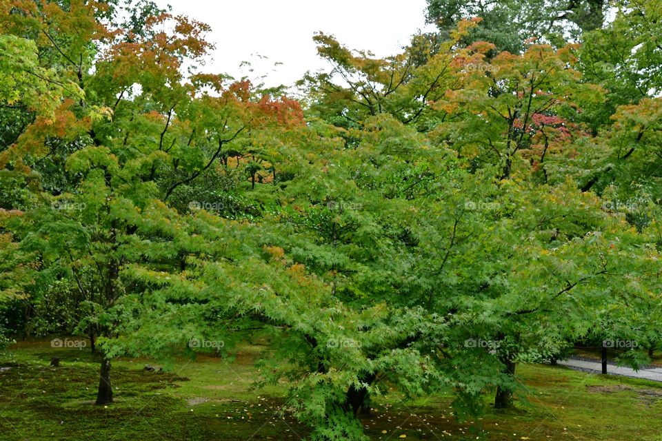 Tree garden