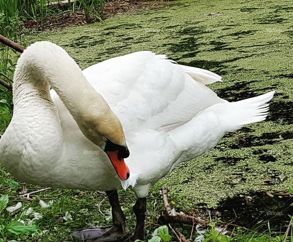 Schwan putzt sich