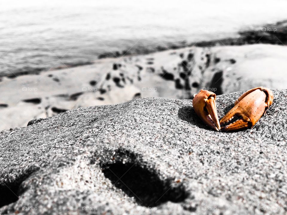 Old dead crab claws
