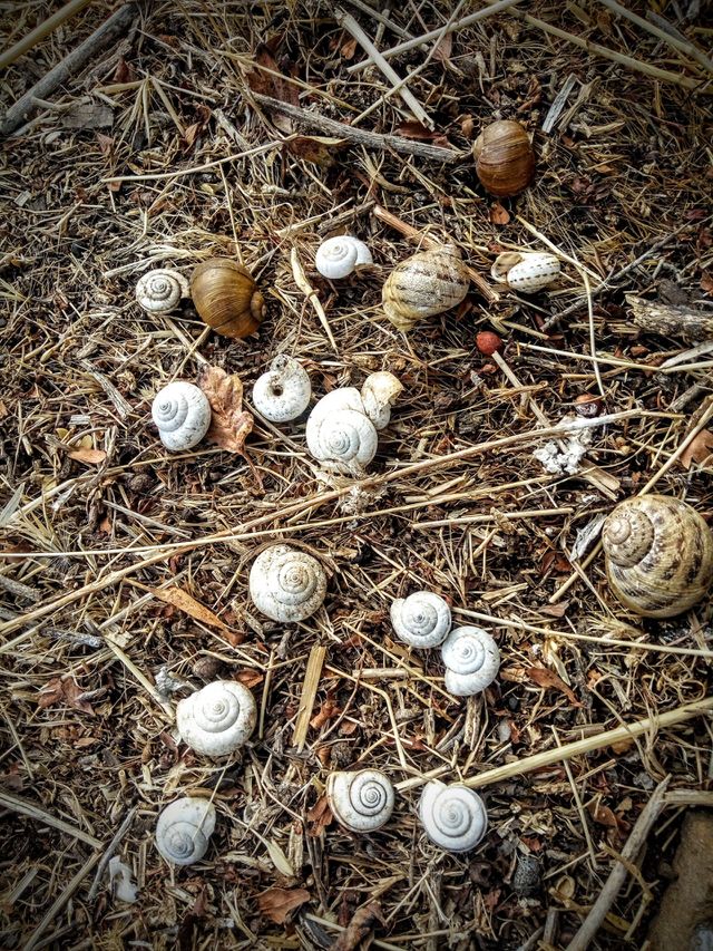 snail