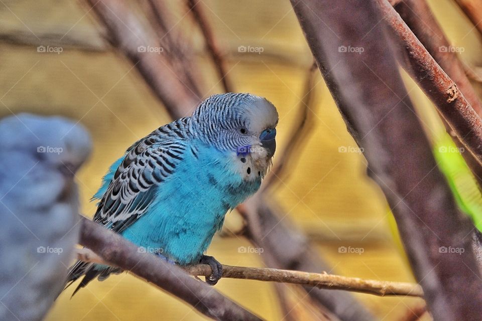 Cute little blue guy