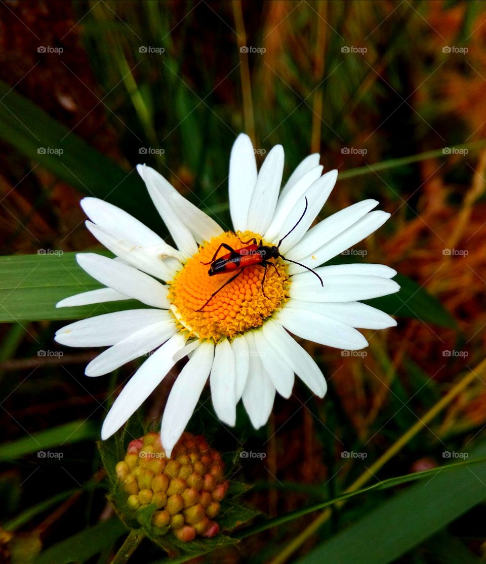 beetle on chamomile