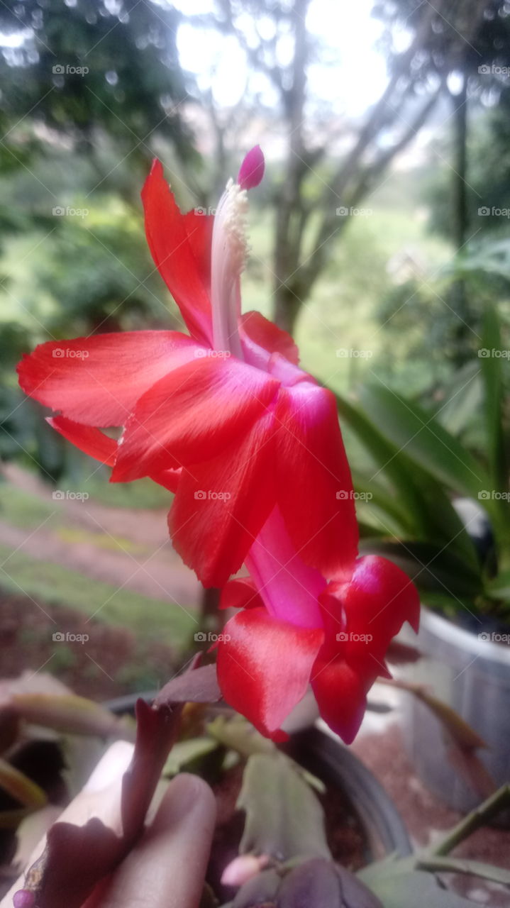 Muito Linda! Essa flor de seda vermelha é linda! Pena que só floresce em Maio, mais vale a pena esperar!