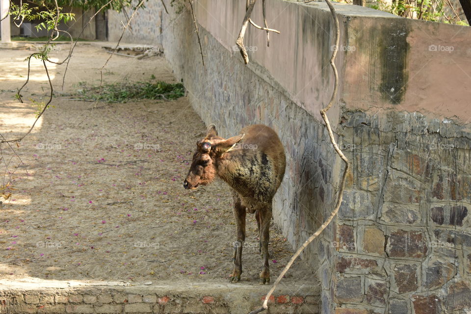 sambar deer think something