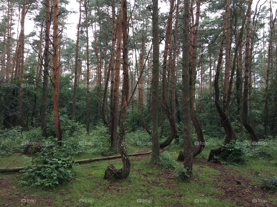 Nowe Czarnowo - Crooked trees - Poland