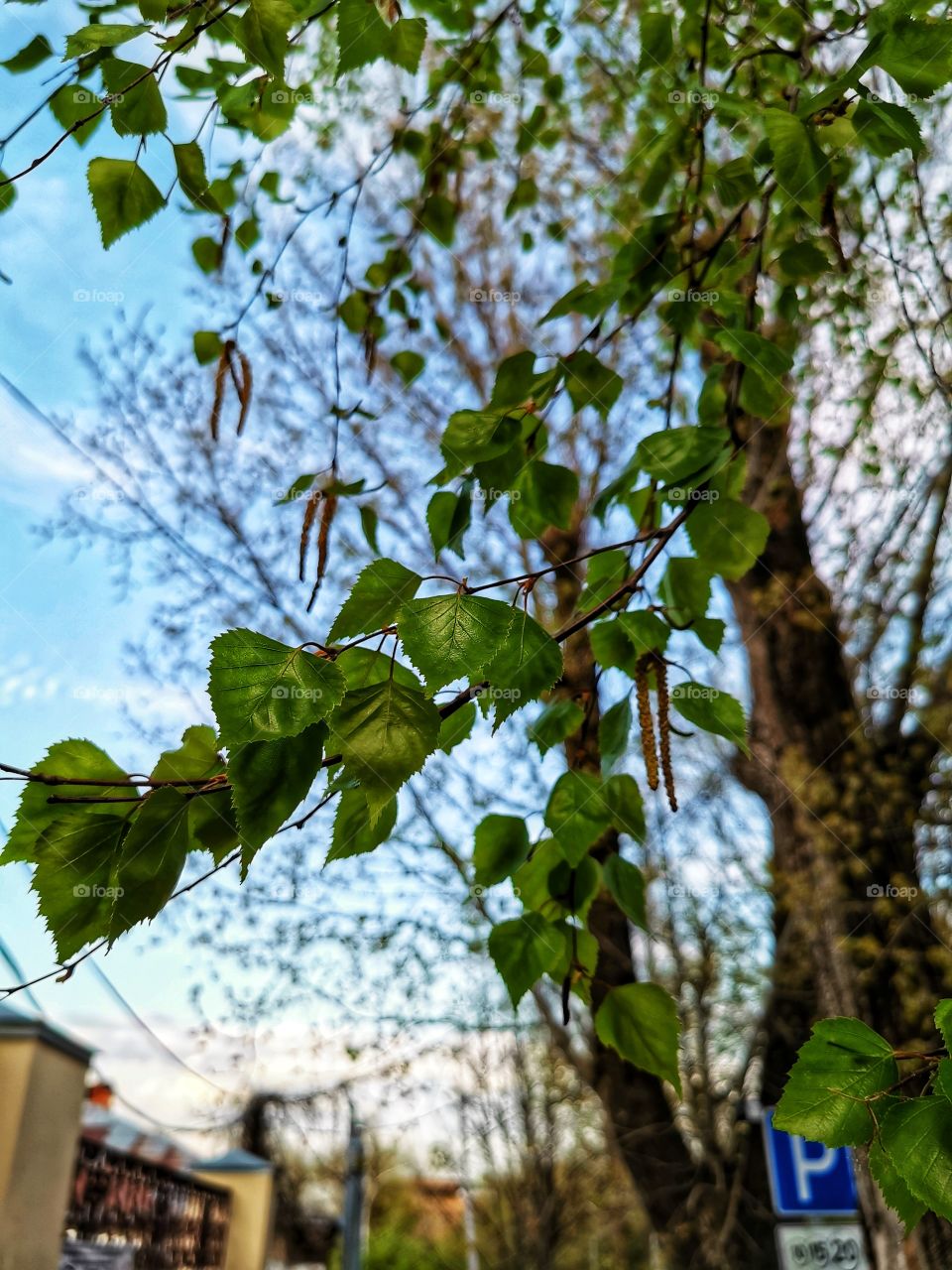 Nature green plant flower beauty