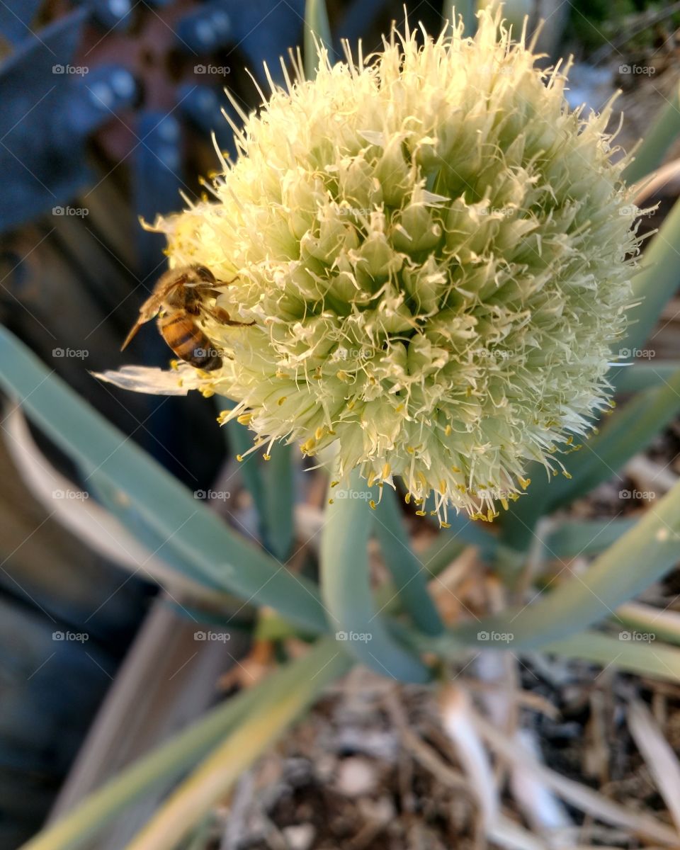 onion bee