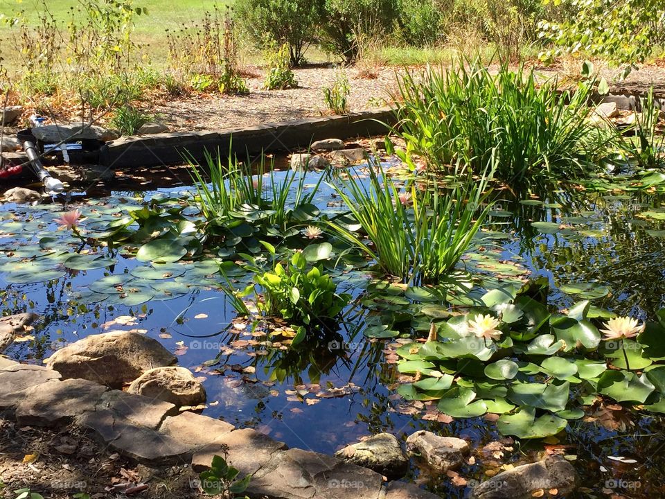 A lively pond