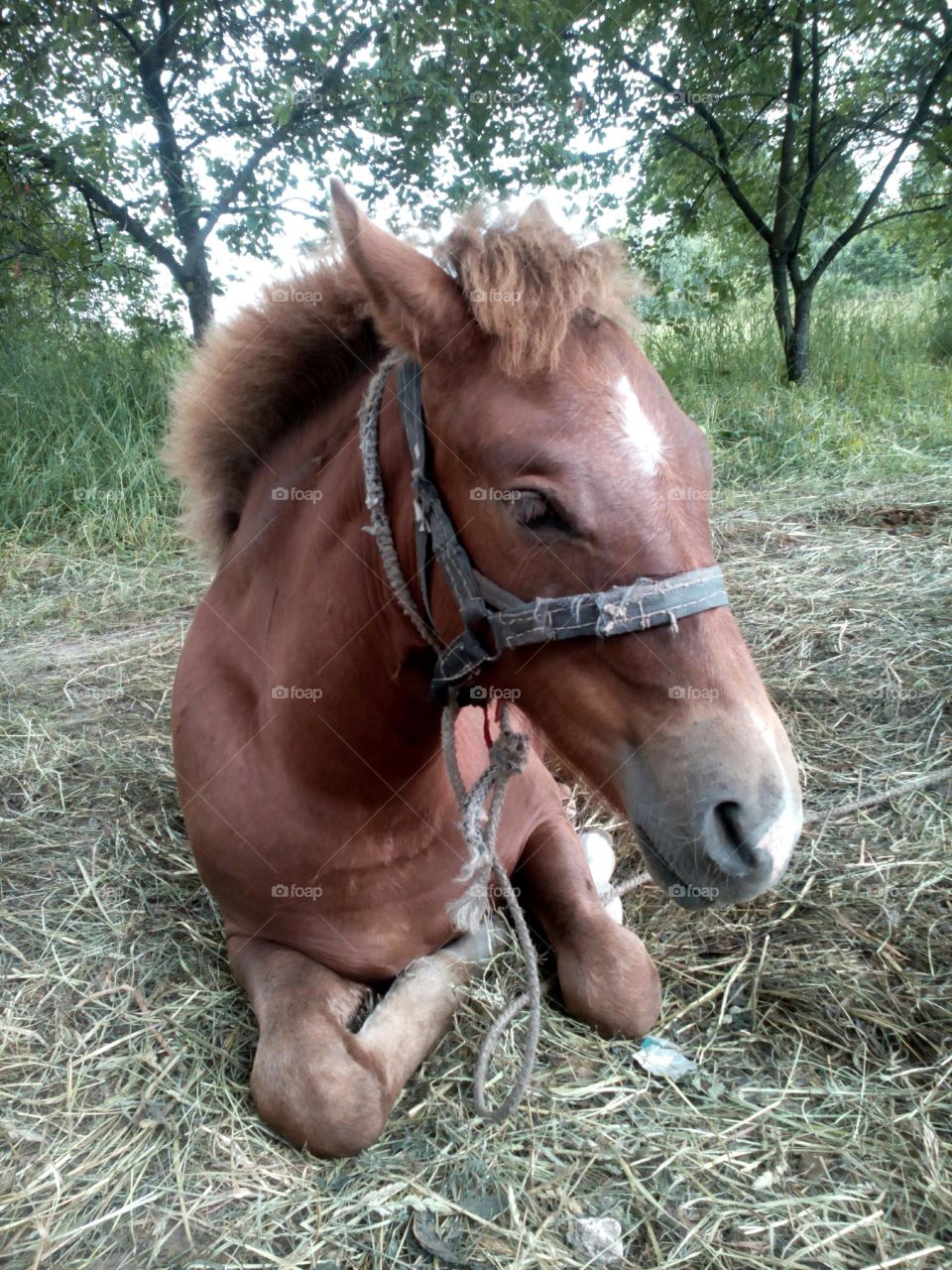 Mammal, Farm, Pasture, Cavalry, Animal