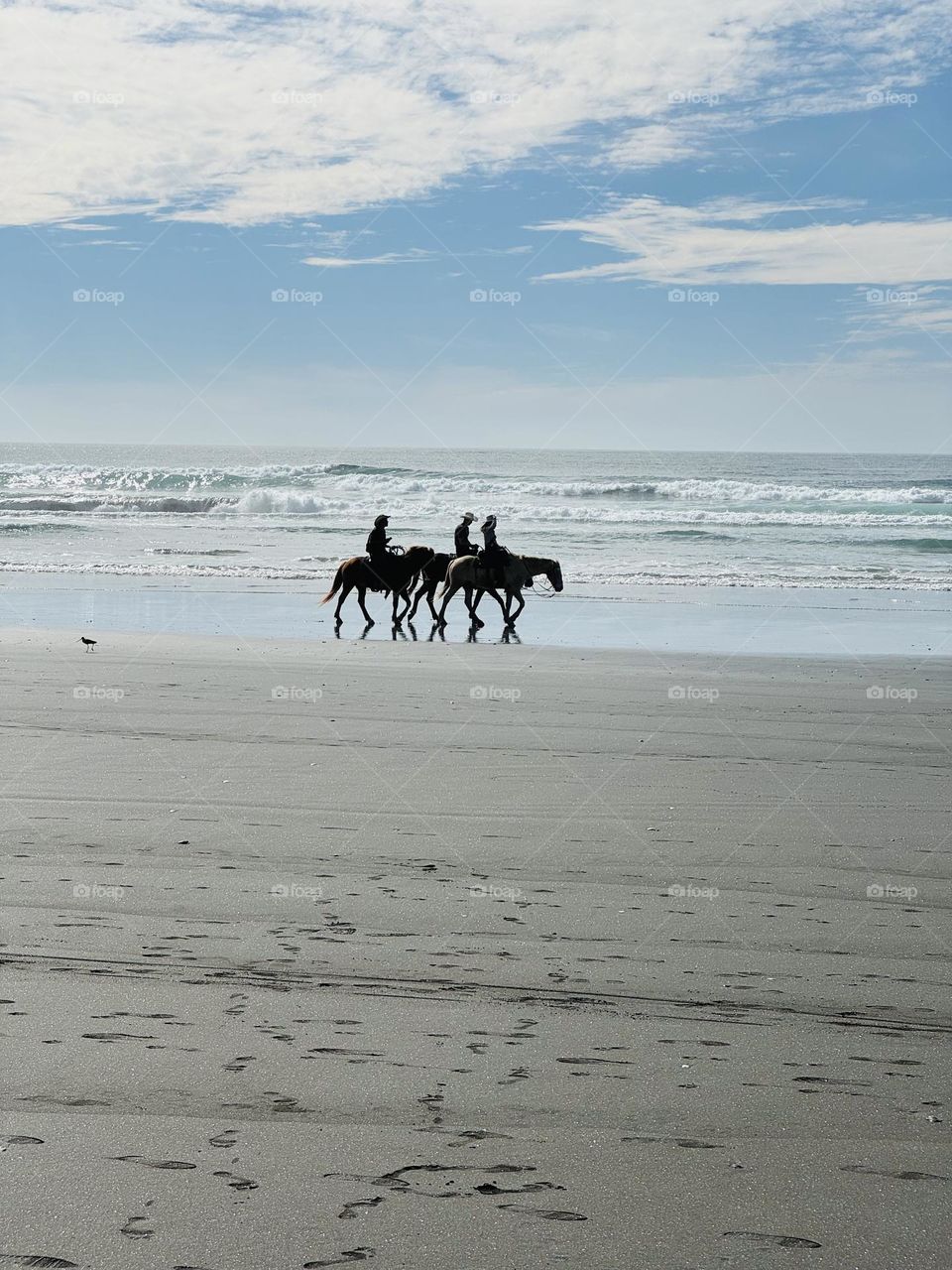 Horses On The Beach