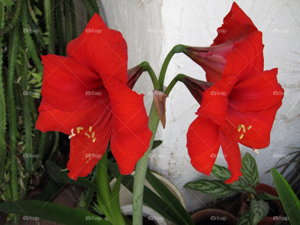 flower red bulb amaryllis by davidi92260