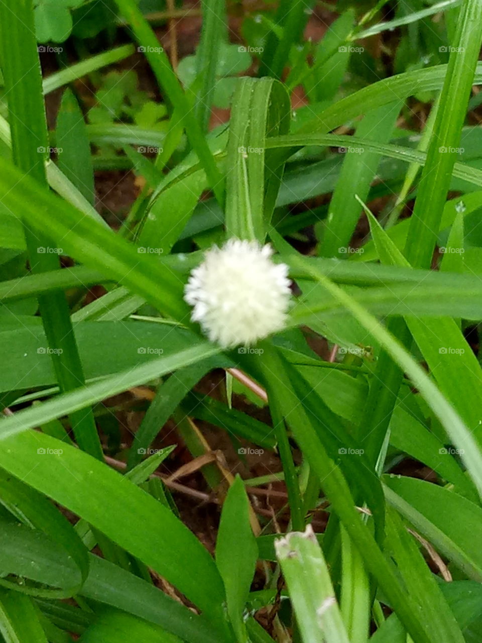 Grass flower