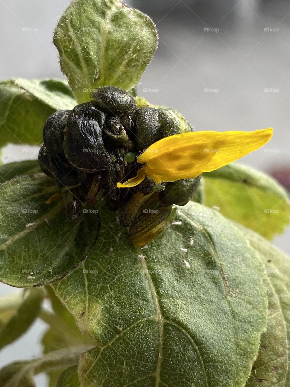 Sunflower sprouting