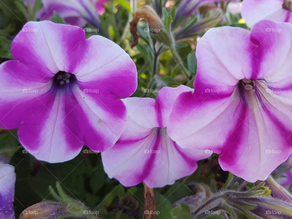 petunias