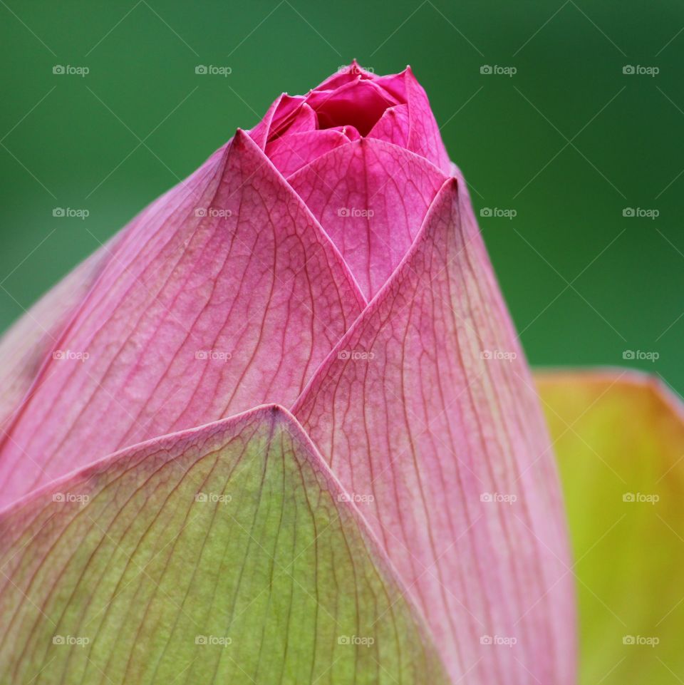 Portrait of a Plant - Lotus