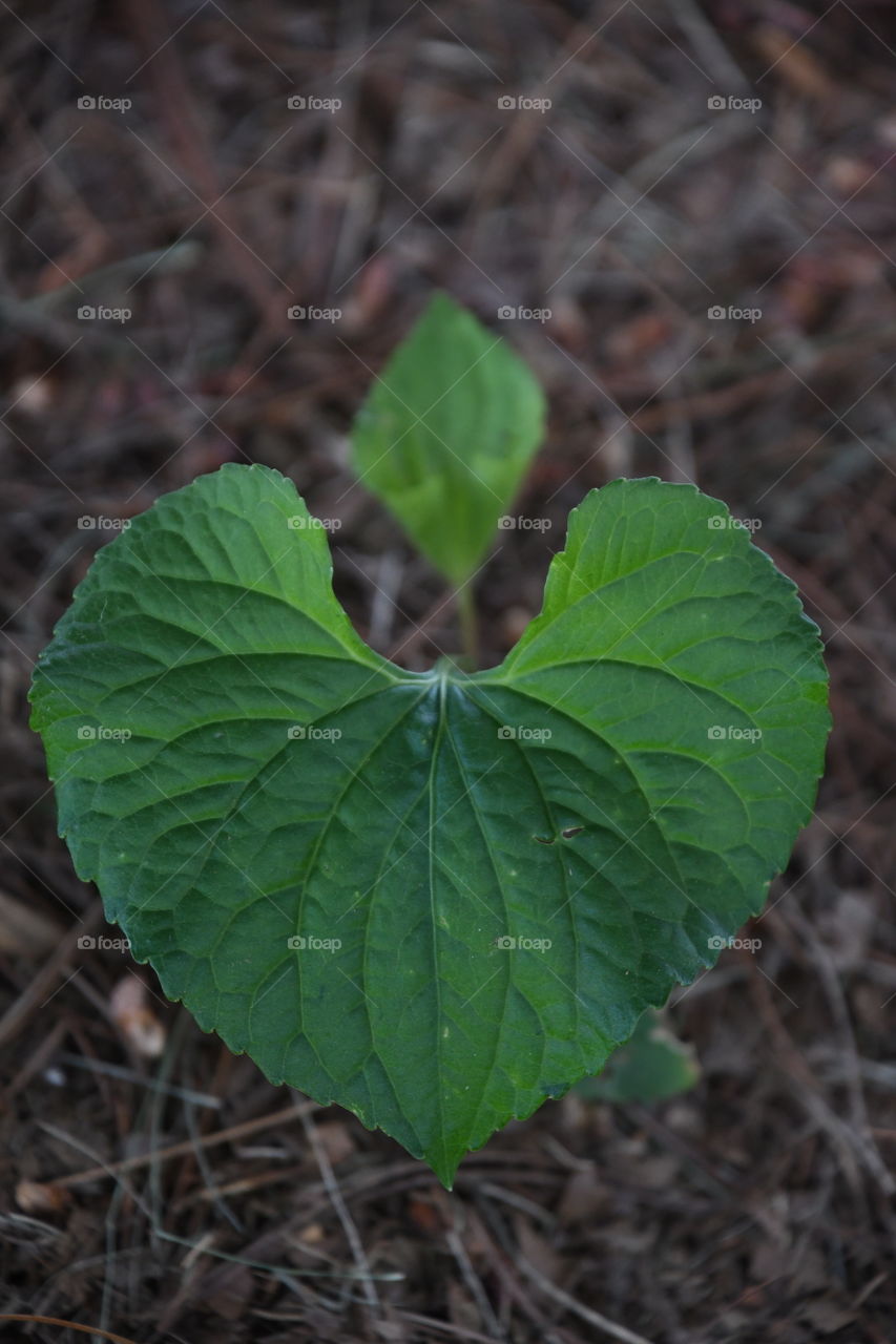 symmetric leaves