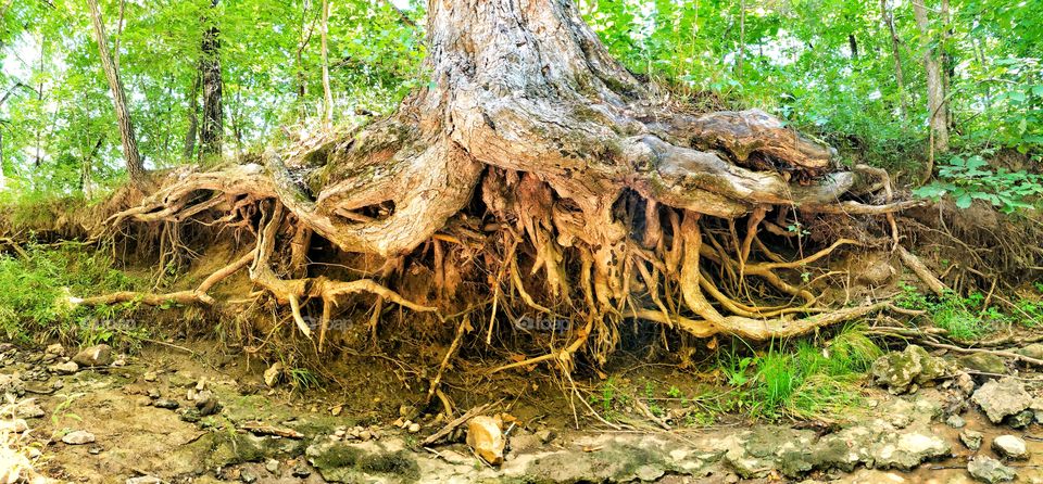 Tree roots by a creek