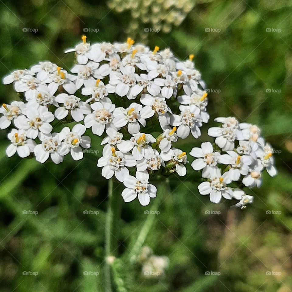 yarrow