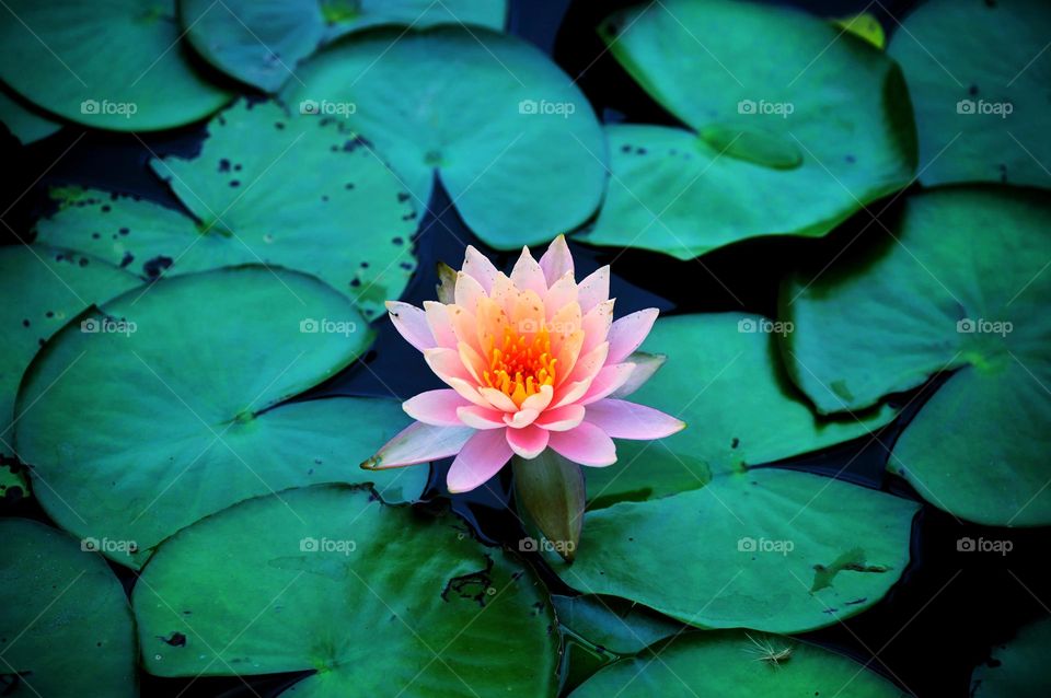 Lotus Pink flowers in the Pond