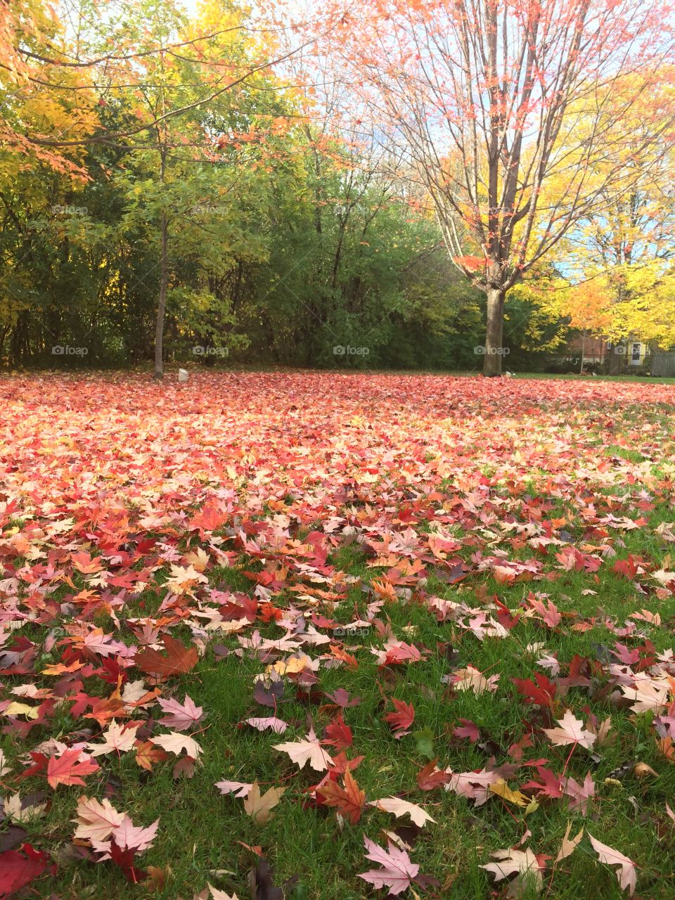 Beautiful Autumn Toronto 