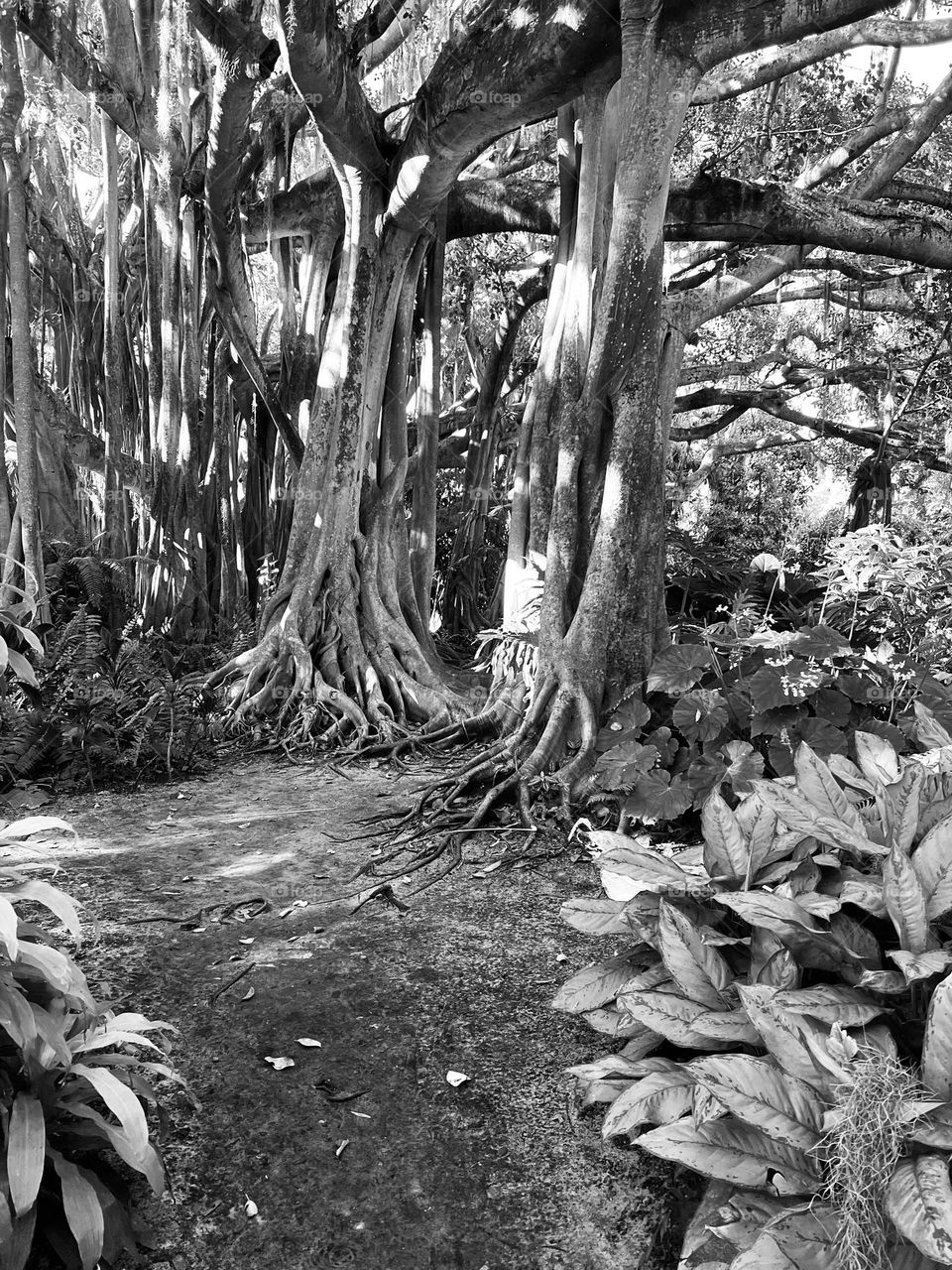 In the shadows among Bayan 