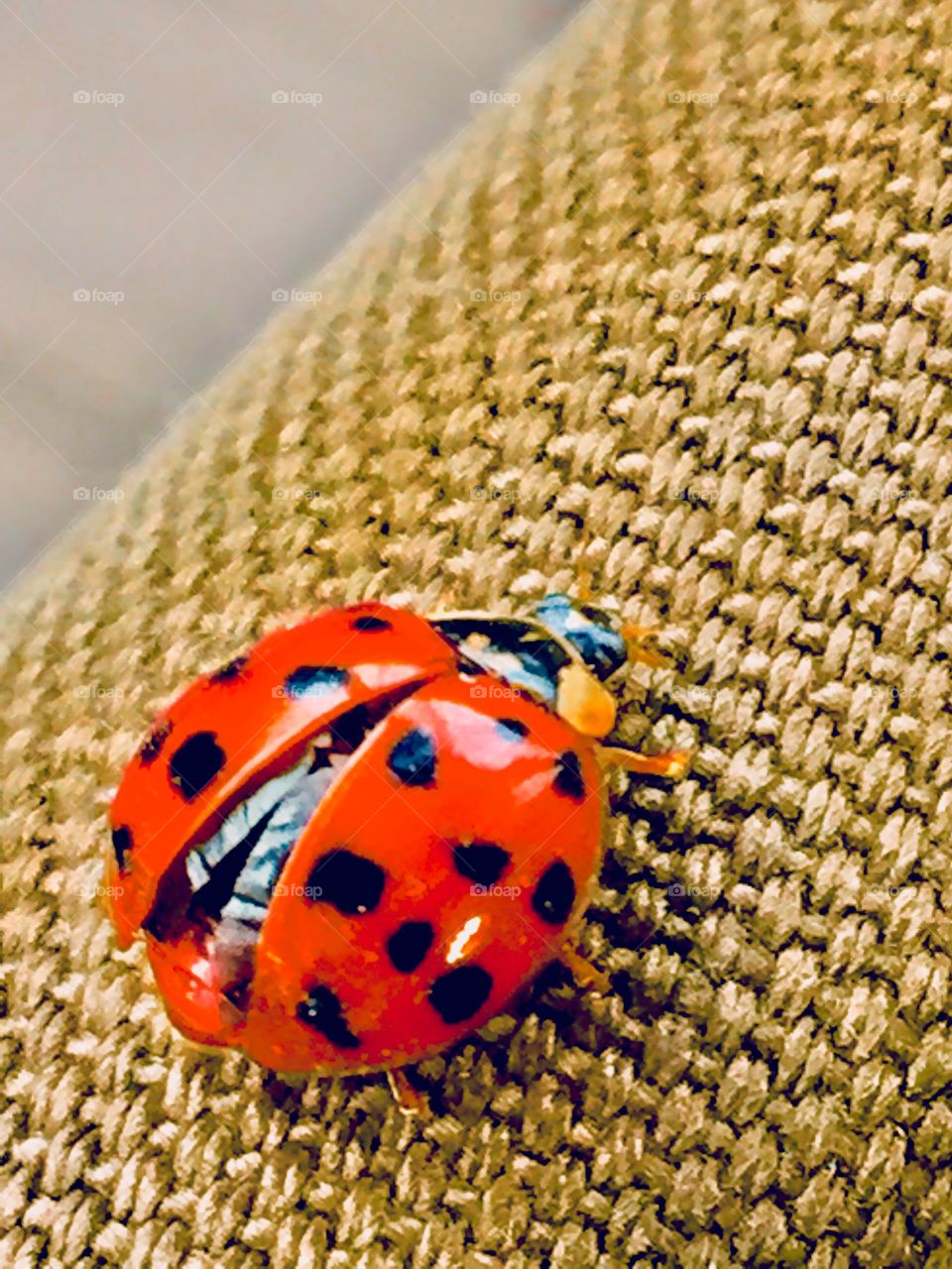 Ladybug 