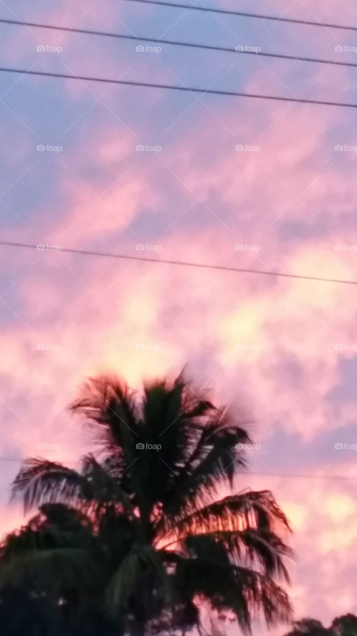 Palm tree at sunrise . taken in Ft Pierce Florida