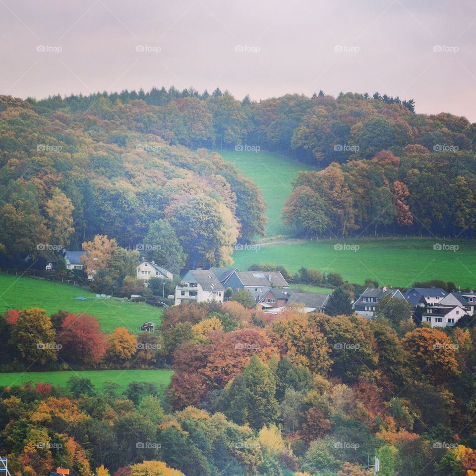 Trees. Autumn